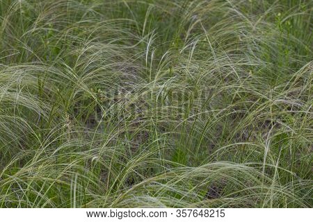 Stipa Pulcherrima, Feather Grass - Ornamental Grass On A Summer Meadow. Steppe Plant