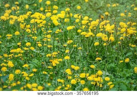 Field Of Yellow Dandelions. Summer Field Of Dandelions. Taraxacum Officinale, The Common Dandelion