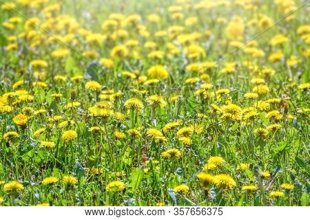 Field Of Yellow Dandelions. Summer Field Of Dandelions. Taraxacum Officinale, The Common Dandelion