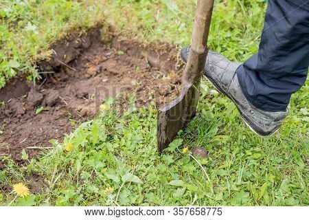 Gardener Digging With Garden Spade In Black Earth Soil.farming, Gardening, Agriculture And People Co
