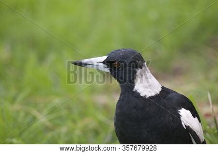 Close Up Picture Of A Beautiful Australian Magpie (gymnorhina Tibicen) Walking On Green Grass In Bri
