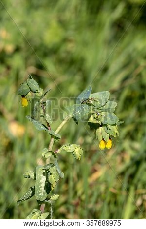 Plant (cerinthe Major) With Yellow Flowers Growing In A Mountain Meadow Close-up On A Sunny, Spring 