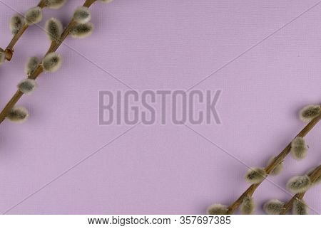 Rame Made From Pussy Willow Branches, Copy Space From Top View. Glamorous Purple Background, Happy E