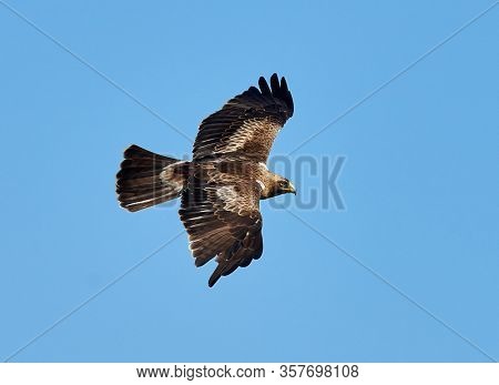 The Booted Eagle in flight (Aquila pennata)