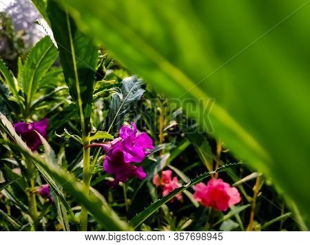 Impatiens Balsamina, Commonly Known As Balsam, Garden Balsam, Rose Balsam, Touch-me-not Or Spotted S