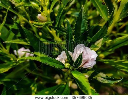 Impatiens Balsamina, Commonly Known As Balsam, Garden Balsam, Rose Balsam, Touch-me-not Or Spotted S