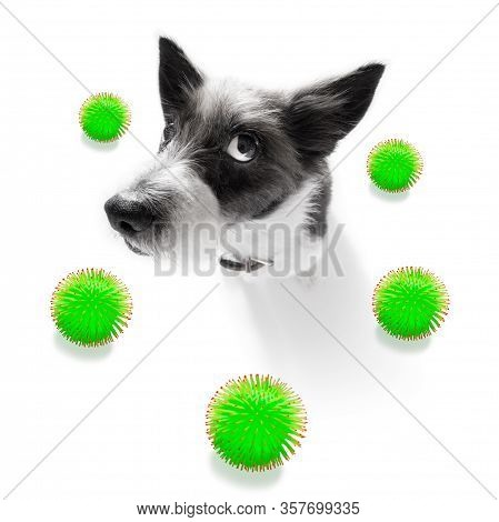 Sick And Ill Poodle  Dog  Isolated On White Background With   Viral With  Coronvirus All Over