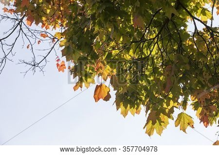 A Large Number Of Green And Yellow With Red Maple Leaves On The Branches Of The Old Maple Tree, Earl