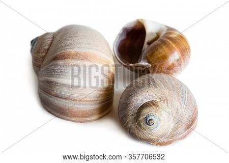 Shell of gastropod mollusk Cryptonatica janthostoma, Tectonatica Deshayes, lives in the Sea of Japan. Isolated on white.