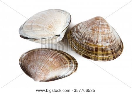 Shell of a bivalve mollusk of a gerbil Spisula sachalinensis. Isolated on white.