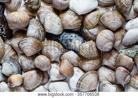 ?ariety of shells of marine mollusks close-up.