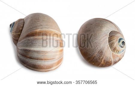 Shell of gastropod mollusk Cryptonatica janthostoma, Tectonatica Deshayes, lives in the Sea of Japan. Isolated on white.