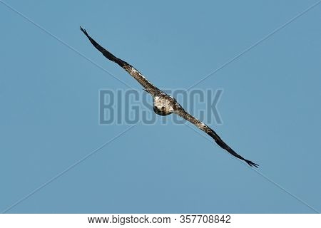 The Booted Eagle in flight (Aquila pennata)