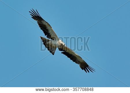 The Booted Eagle in flight (Aquila pennata)