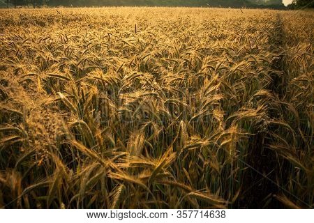 Wheat Field In The Early Morning