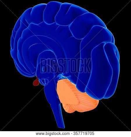 Brain Is One Of The Largest And Most Complex Organs In The Human Body. It Is Made Up Of More Than 10