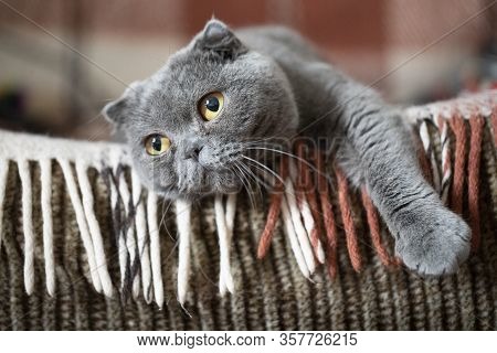 Felis Catus Sfs Lies On The Couch And Misses.