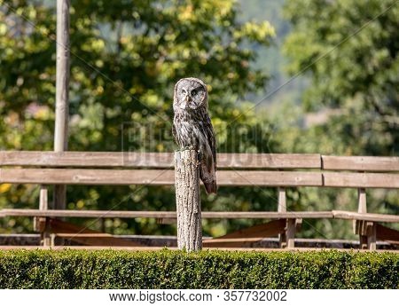 Great Grey Owl (strix Nebulosa). Night Birds Of Prey