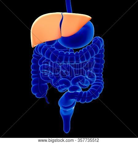 Liver Is A Large, Meaty Organ That Sits On The Right Side Of The Belly. The Liver Also Detoxifies Ch