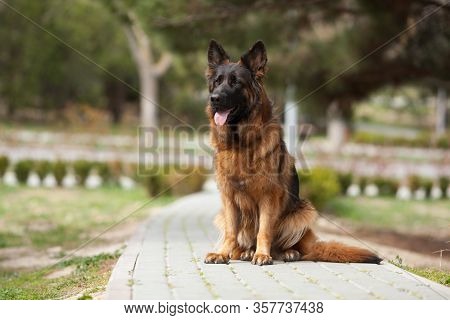 German Shepherd Beautiful Portrait. The Concept Of Veterinary Medicine, Goods For Dogs, Dog Training
