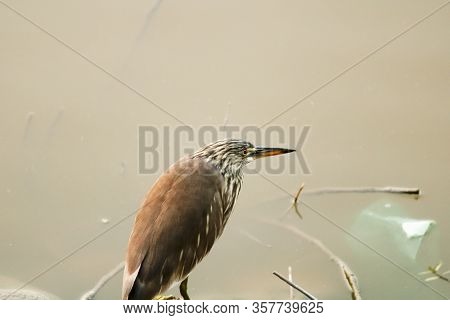 Striated Heron Bird Sitting At Lake Sidestriated Heron Bird Sitting At Lake Side