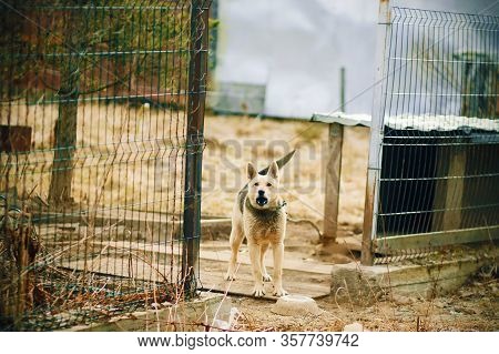 An Evil Mongrel Dog On A Leash Guards The Plot And Barks Loudly, Baring His Teeth.
