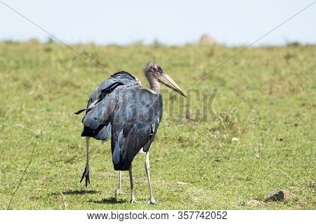 Marabou Stork In Masai Mara National Park In Kenya
