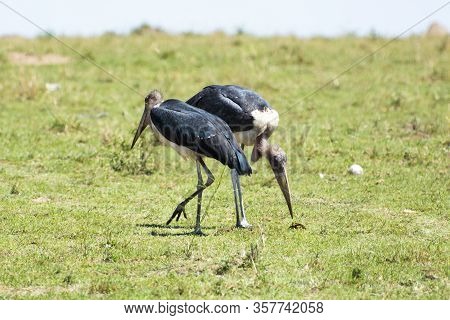 Marabou Storks In Masai Mara National Park In Kenya