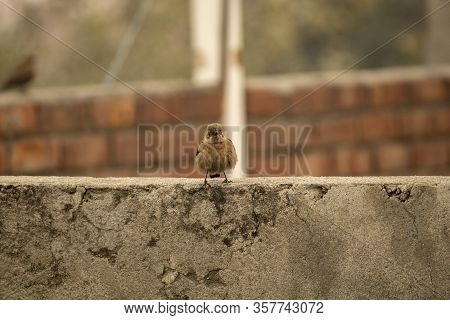 Brown Fluffy House Sparrow On A Wall