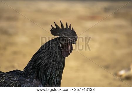 Chicken Of Kadaknath Breed From India Madhya Pradesh
