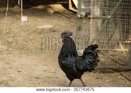 Chicken Kadaknath Breed From India Madhya Pradesh