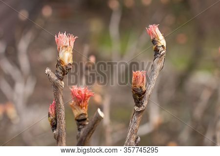 A Group Of Small Young Tree-like Peony Buds Appearing At The Beginning Of Spring