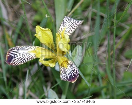 Fresh Beautiful Colorful Flower In Green Grass In Spring