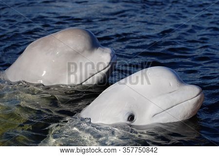 Beluga Whales On The Surface On Arctic Sea