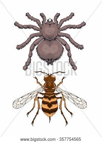 Vector Illustration With Hand Drawn Two Insects: Spider Tarantula And Wasp. Color Image In Realistic