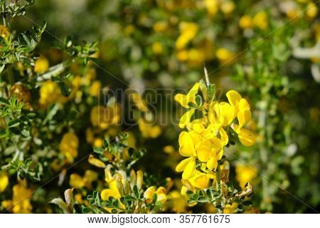 Yellow Blossoming Flowers Of Coronilla Coronata L