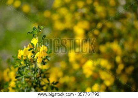 Yellow Blossoming Flowers Of Coronilla Coronata L