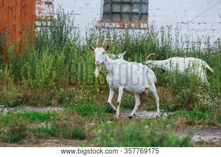 Goats Eat Green Plants Near The Farm