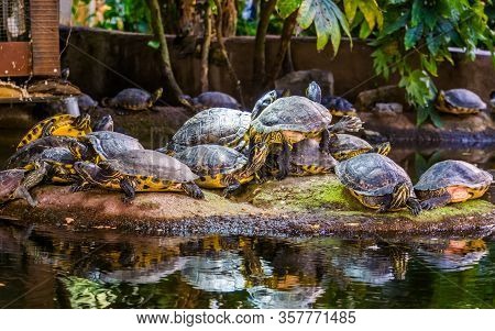 Big Yellow Bellied Cumberland Slider Turtle Nest Together On A Rock, Tropical Reptile Specie From Am