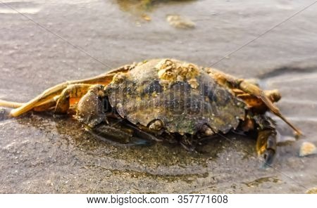 Closeup Of A Beach Crab, Common Crustacean Specie From The Northern Sea, The Netherlands