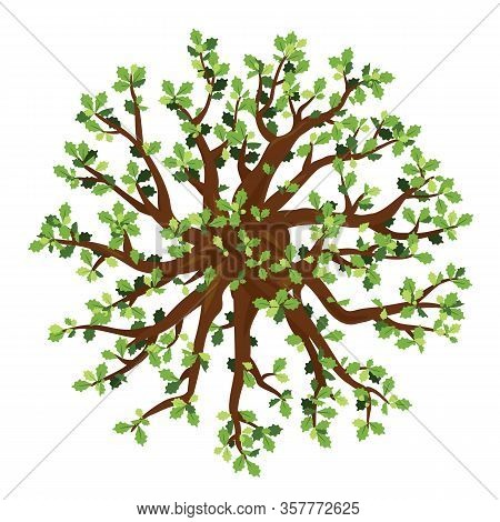 Oak Images, Illustrations & Vectors (Free) - Bigstock