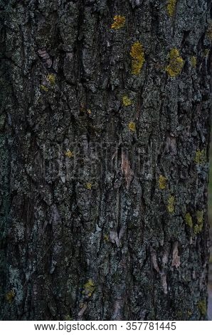 Bark Of Old Tree Covered With Moss