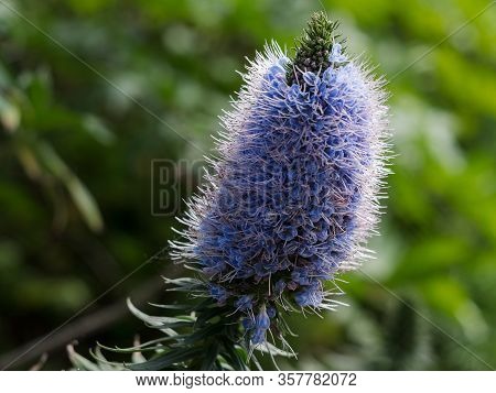 Pride Of The Madeira Flower Purple Purple Lavender