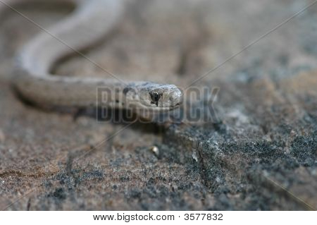 茶色い蛇のミッドランド