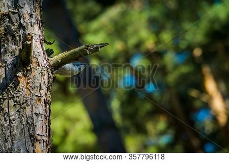 Small Grey Bird On Pine Tree