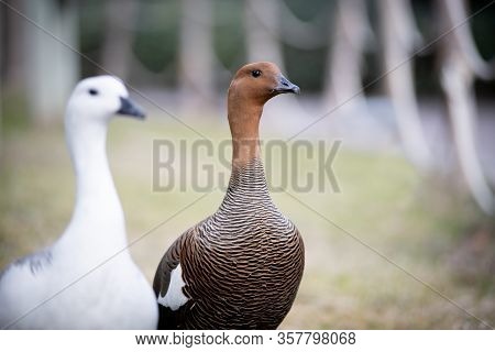 A Couple Of Chloephaga Picta (upland Goose) Male And Female In A Park