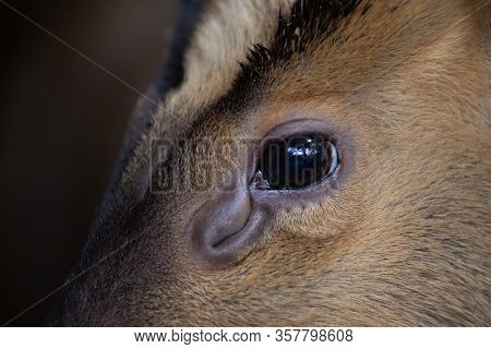 Close Up Detail Of The Eye Of A Muntjac And Its Ocular Scent Gland