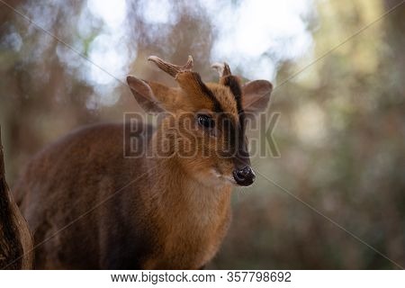 Face Portrait Of An Adult Male Of Muntjac Deer In The Forest