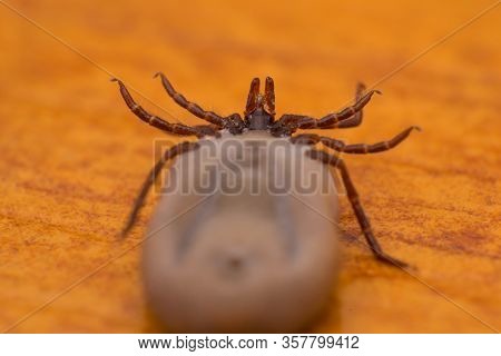 Close-up Photo Of A Tick On Wood Surface