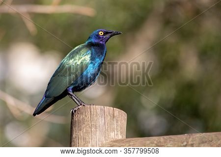 The Cape Starling, Red-shouldered Glossy-starling Or Cape Glossy Starling On A Log